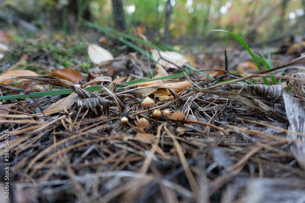mushroom mushroom