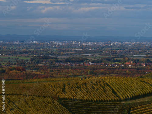 Distant view of city Strasbourg  France including popular cathedral and Vosges mountains in background over the border from foothills of Black Forest  Germany with colorful vineyards in foreground.