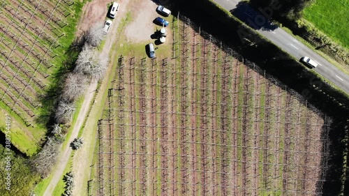 Top down aerial of rows of empty kiwifruit trees at beginning of season in Opotiki photo