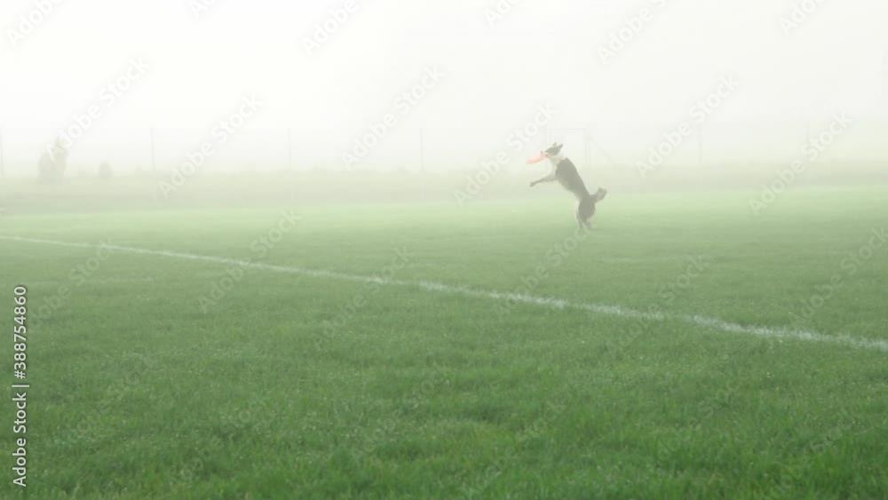 Border collie dog runs, jump, and catch frisbee disc in foggy field, Slowmo Border collie dog runs, jump, and catch frisbee disc in foggy field, Slowmo