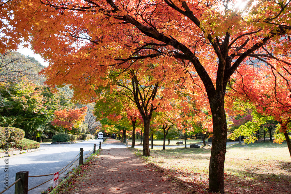 Naklejka premium 가을의 물든 나무들