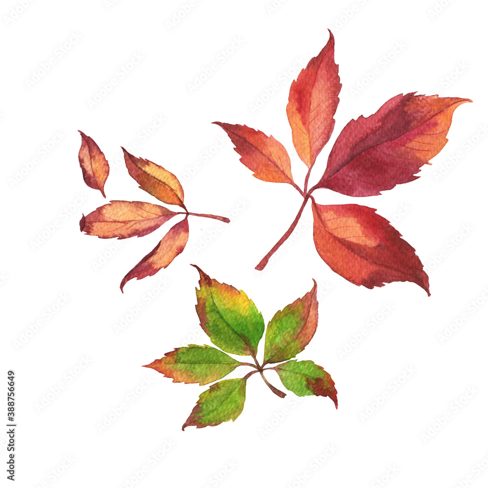 Set of red and green wild grape leaves. Hand drawn watercolor illustration. Set of red and green wild grape leaves. Hand drawn watercolor illustration.