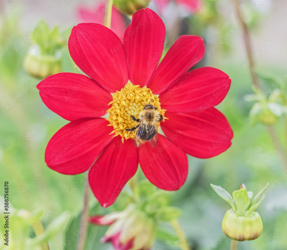 Obraz premium Bee on pretty scarlet dahlia