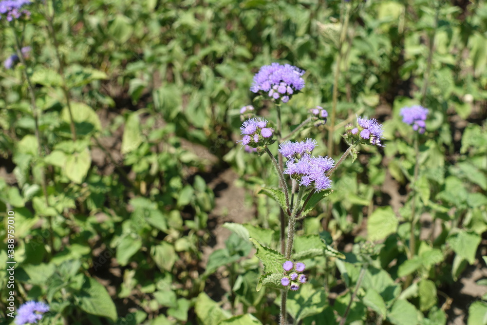 Closed buds and lavender colored flowers of Ageratum houstonianum in July