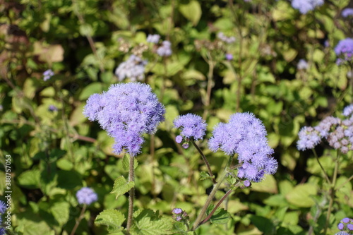 Closeup of lavender colored flowers of Ageratum houstonianum in August