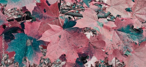 autumn leaves background