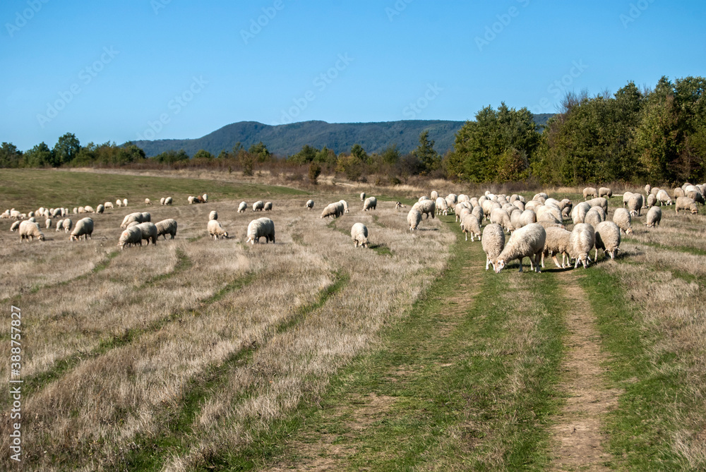Obraz premium A flock of sheep grazing on green grass meadow in sunny autumn day
