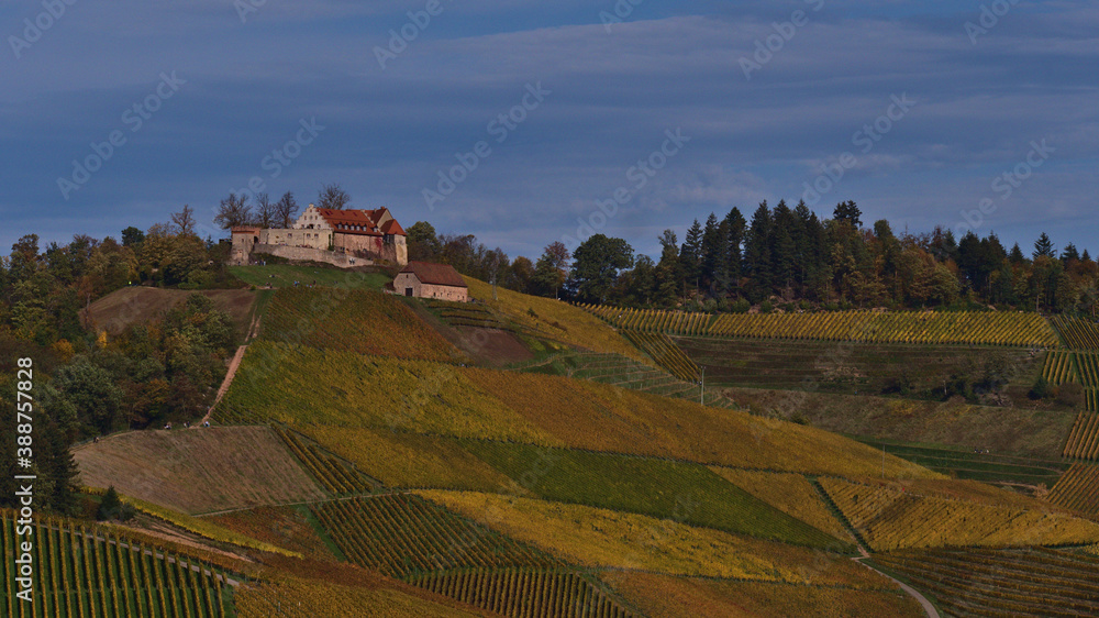Historic Staufenberg castle on the top of a colorful vineyard above Durbach, Baden-Wuerttemberg, Germany on the foothills of Black Forest in autumn season with partly cloudy sky.
