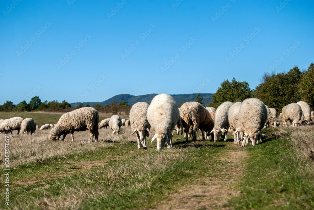 A flock of sheep grazing on green grass meadow in sunny autumn day A flock of sheep grazing on green grass meadow in sunny autumn day