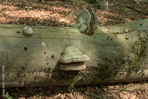 Zunderschwamm (Fomes fomentarius) an Buchenstamm am Schafstein, Rhön photo