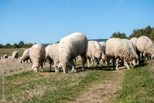 A flock of sheep grazing on green grass meadow in sunny autumn day