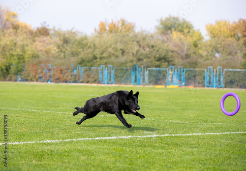 Sportive dog performing during the lure coursing in competition. Pet sport  motion  action  showing  performance concept. Pet s love. Young animal training before performing. Looks strong  purposeful.