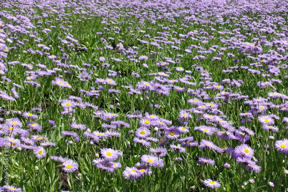 Glade covered with violet flowers of Erigeron speciosus in June Glade covered with violet flowers of Erigeron speciosus in June