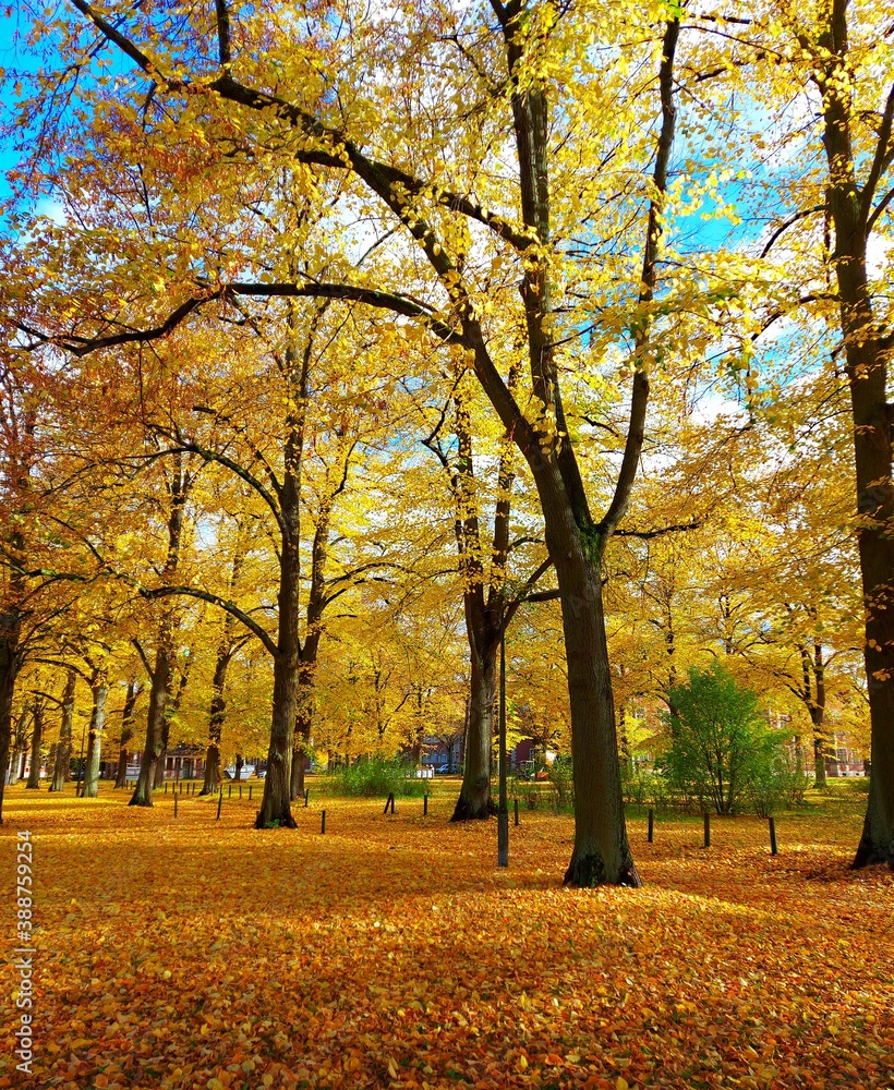Naklejka premium autumn trees in the park