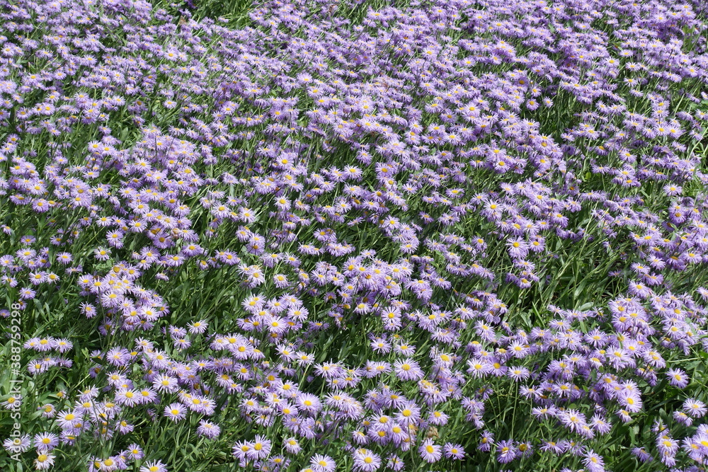 Lilac colored flowers of Erigeron speciosus in June