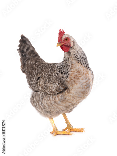 Gray chicken isolated on white © fotomaster