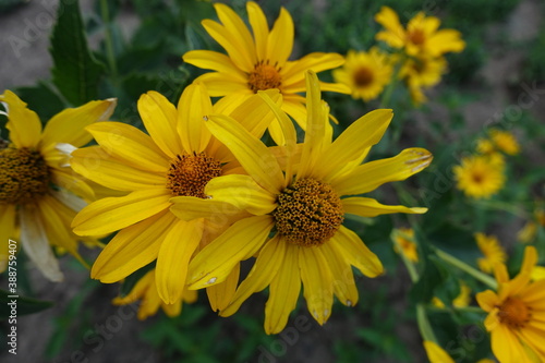 Flowering yellow Heliopsis helianthoides in mid July