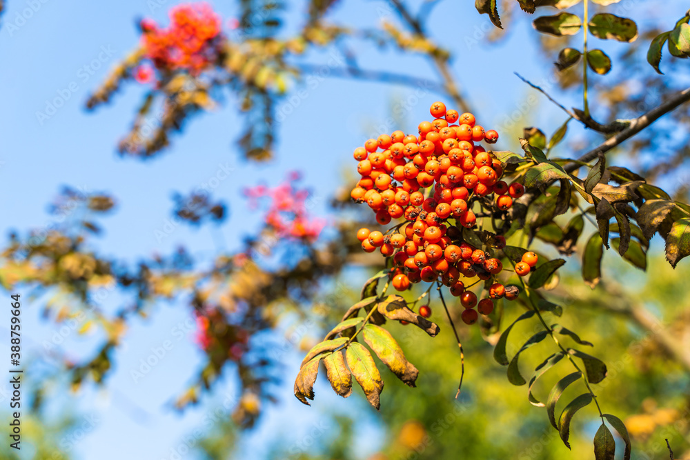 Rowan berries on the rowan tree branches Rowan berries on the rowan tree branches