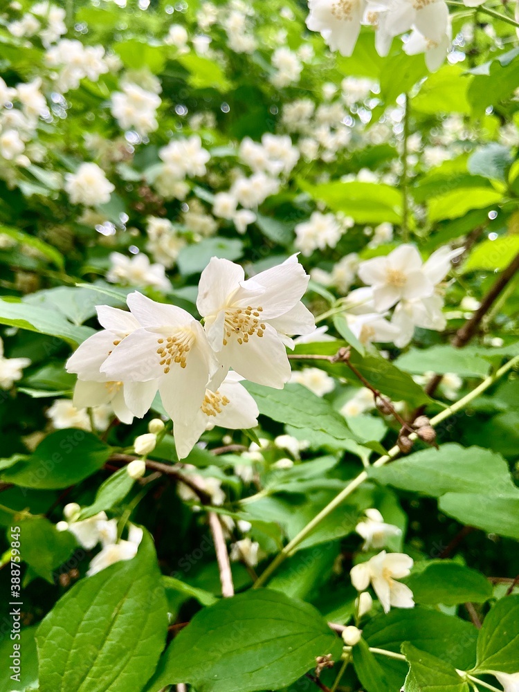 Fototapeta premium tree blossom