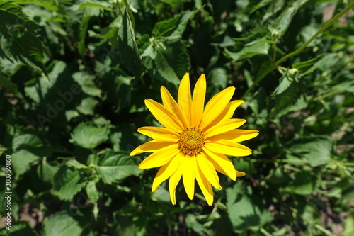 One yellow flower of Heliopsis helianthoides in mid June