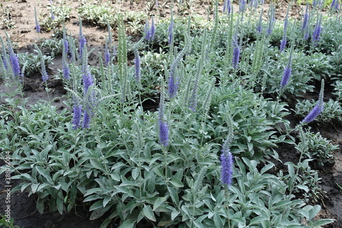 Numerous violet flower spikes of Veronica incana in Jue photo