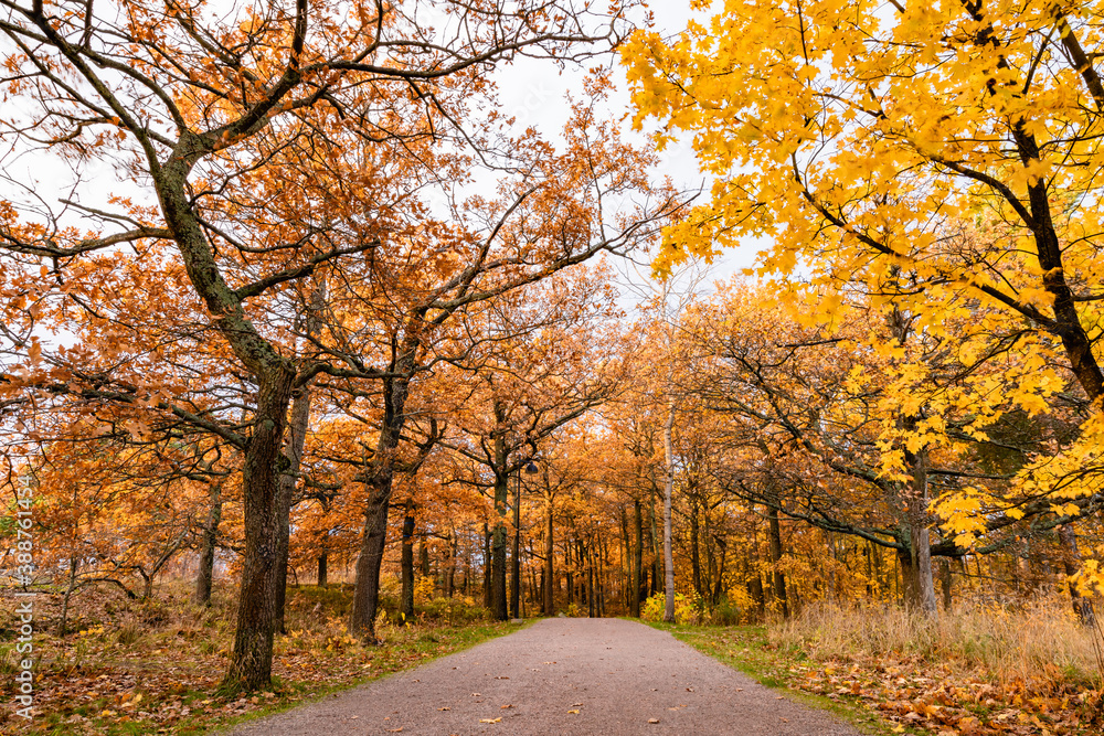 autumn in the park