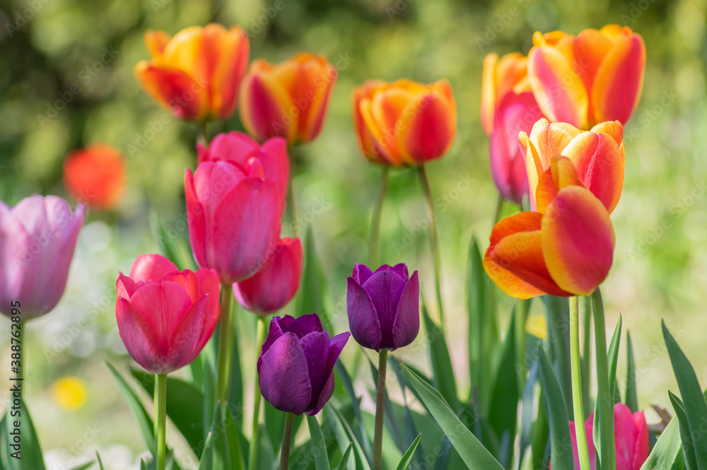 Amazing garden field with tulips of various bright rainbow color petals, beautiful bouquet of colors in sunlight daylight