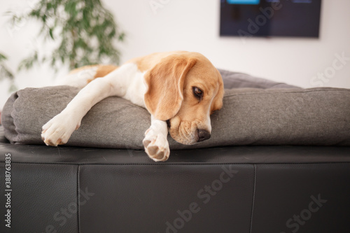 adult beagle resting on a gray sofa