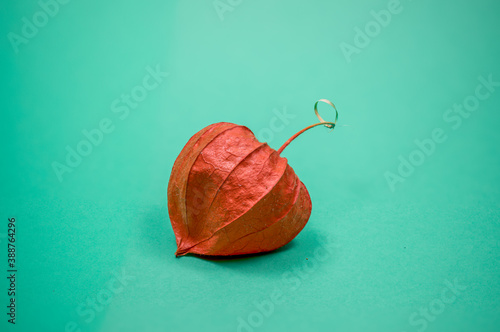 Lampionblume (Physalis alkekengi), Blume, Orange, Herbst photo