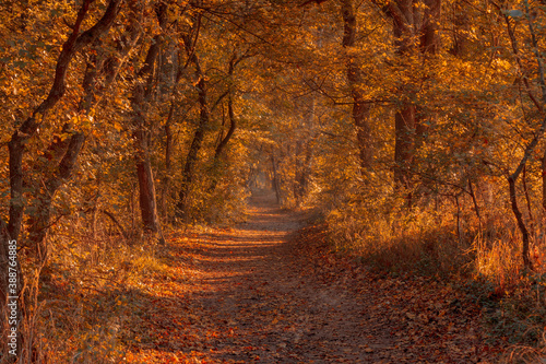 Autumn forest road leaves view. Autumn leaves ground. Autumn forest road landscape. Autumn leaves road view