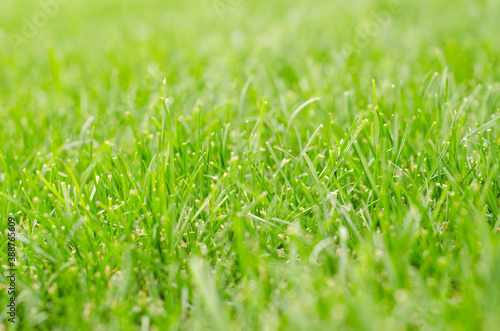 Green grass close-up texture - fresh garden lawn plants with depth of field