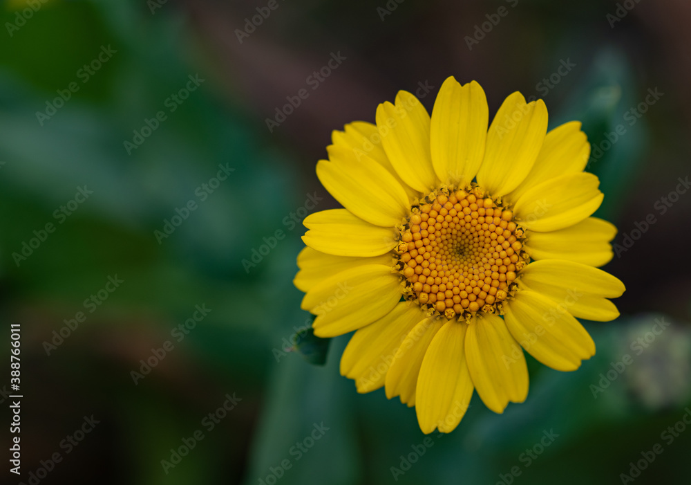 Close up photo of beautiful yellow Corn Marigold. Photo taken in Co Louth. Ireland. Close up photo of beautiful yellow Corn Marigold. Photo taken in Co Louth. Ireland.