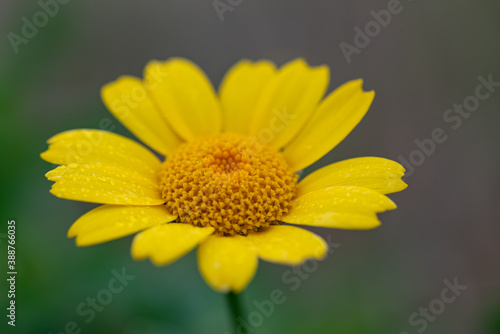 Close up photo of beautiful yellow Corn Marigold. Photo taken in Co Louth. Ireland.