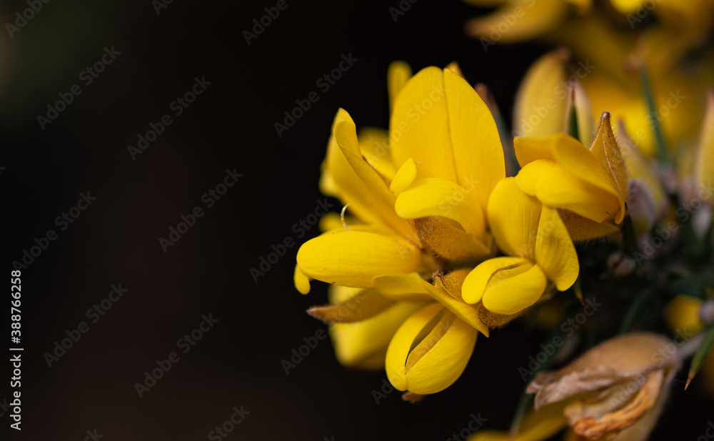 Obraz premium Whether you know it as Gorse, Furze or Whin, this must be our most remarkable native shrub. Throughout the year, the rich yellow peaflowers seem to light up the Irish landscape