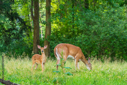 Baby deer fawn and mother deer doe grazing in field near forest © Melissa