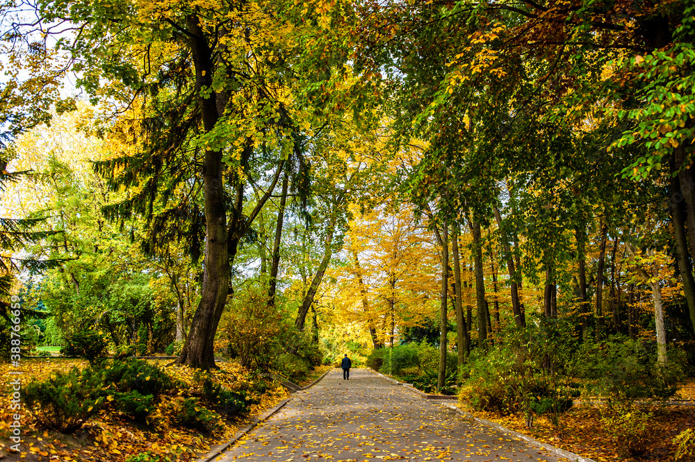 Bright autumn leaves in the natural environment. Fall trees, yellow orange nature background Bright autumn leaves in the natural environment. Fall trees, yellow orange nature background