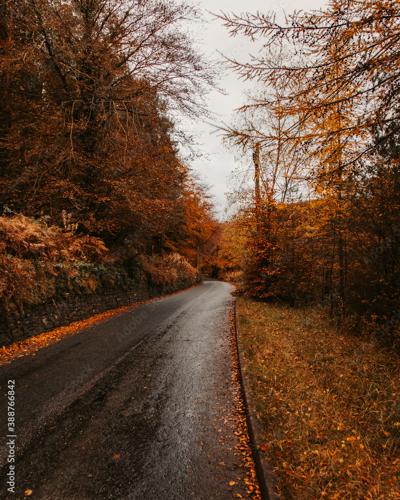 Fototapeta premium A road surrounded orange trees during fall