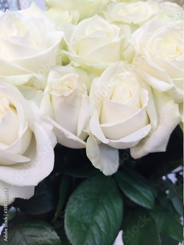 natural lovely white rose flower bouquet background