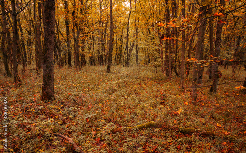 Autumn forest road leaves view. Autumn leaves ground. Autumn forest road landscape. Autumn leaves road view