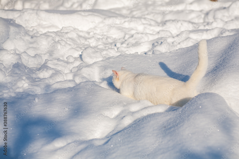 cat in snow on a foggy winter morning cat in snow on a foggy winter morning
