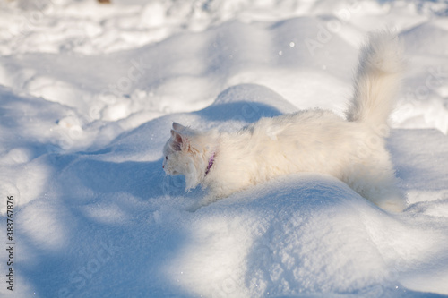 cat in snow on a foggy winter morning