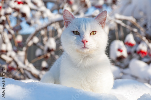 cat in snow on a foggy winter morning © mironovm