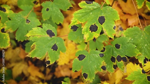 Black spots on maple leaves from the fungus Rhytisma acerinum. Yellow infected leaves swaying in the wind. Diseases of trees. photo