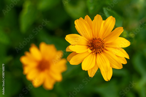 Blooming yellow Coneflowers on blurred floral background. Rudbeckia.