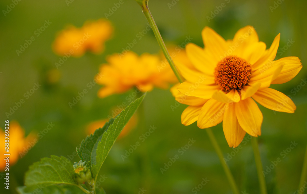 Yellow blooming Coneflower on blurred summer meadow background. Rudbeckia. Yellow blooming Coneflower on blurred summer meadow background. Rudbeckia.