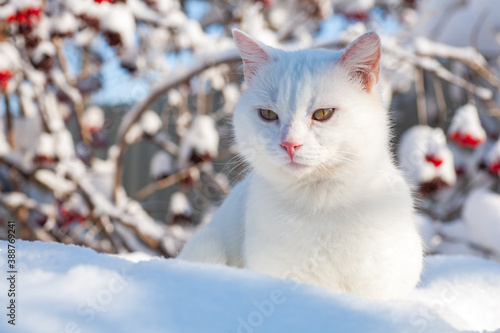 cat in snow on a foggy winter morning