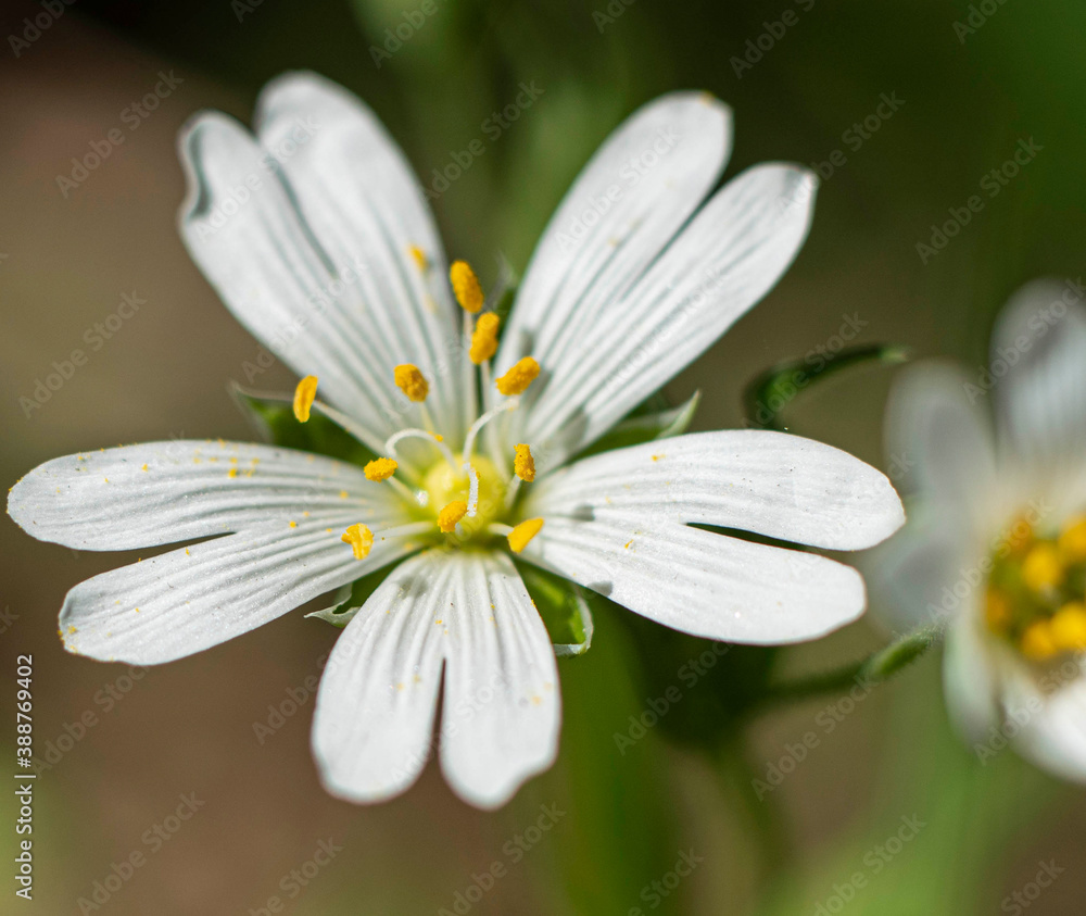 Obraz premium daisy flower