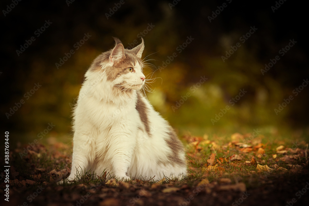 Maine coon cat female posing outdoor in autumn time