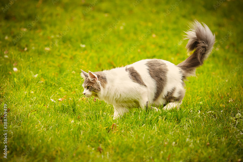 Maine coon cat female walking outdoor in autumn time Maine coon cat female walking outdoor in autumn time