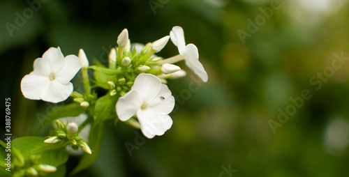Young blooming Garden Phlox flower on blured greenery backgrund with copy space. Phlox paniculata.